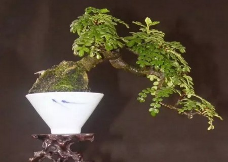 The method of making bonsai with fragrant wood stakes