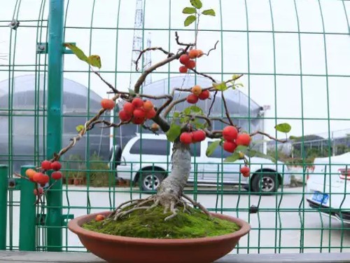 The method of making bonsai with winter red fruit