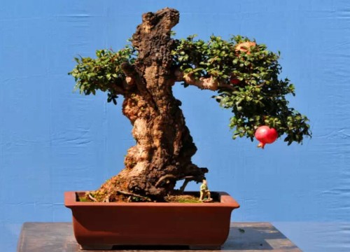 Production techniques of pomegranate bonsai