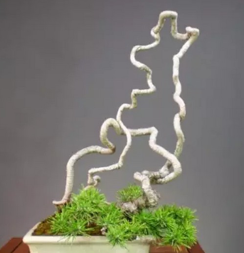 The method of making bonsai with root-lifting tree stump