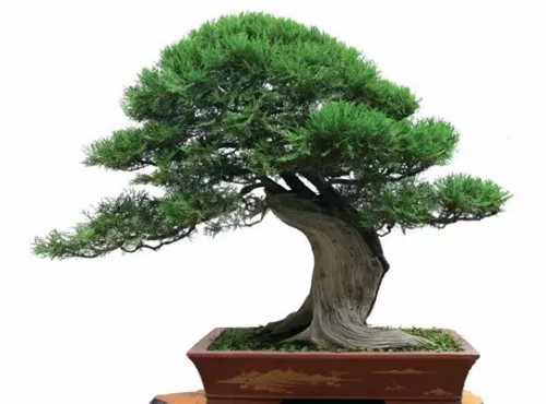 Making method of Platycladus orientalis bonsai