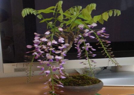 The method of making Wisteria bonsai