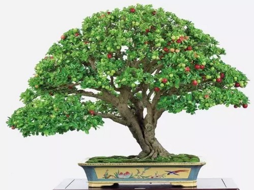 The method of making cherry bonsai