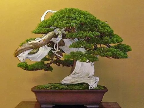 Techniques for making pine and cypress bonsai