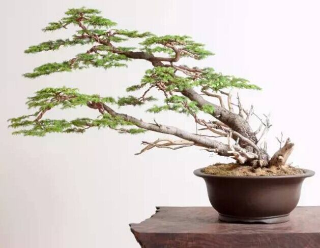 The method of making bonsai of Sabina vulgaris