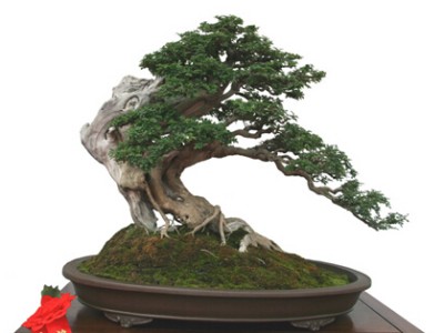 The method of making juniper bonsai