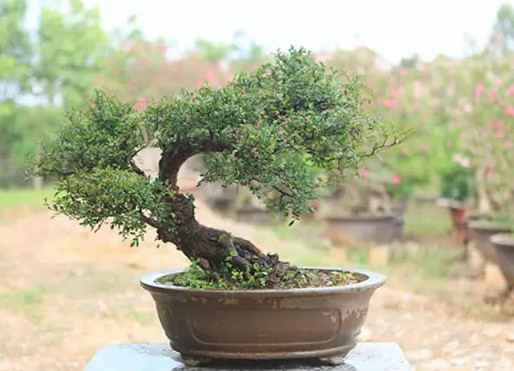 The method of making bonsai of hammer elm