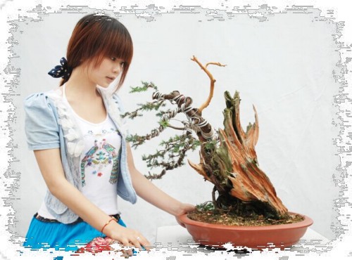 Production technology of juniper bonsai