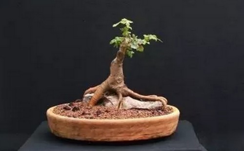 Do it yourself with a stone bonsai (process diagram)