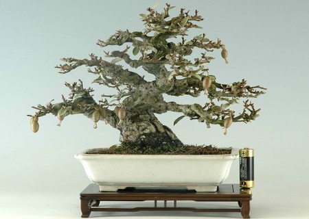 Production technology of Elaeagnus angustifolia bonsai