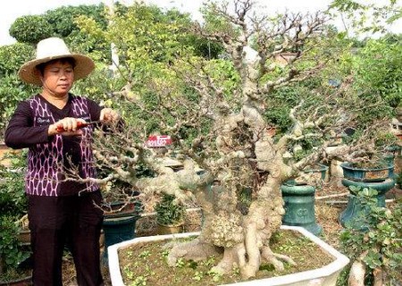 The method of making Pushu bonsai