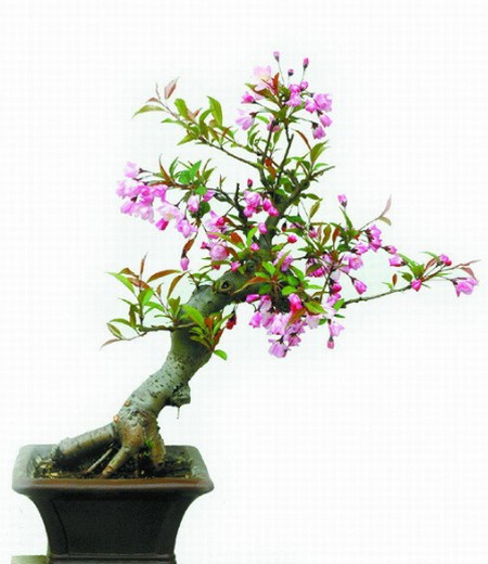 The method of making bonsai of crabapple with vertical silk