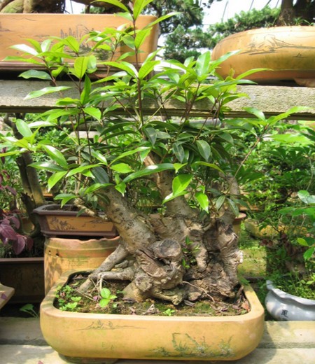 Making method of bonsai with stone of sweet-scented osmanthus