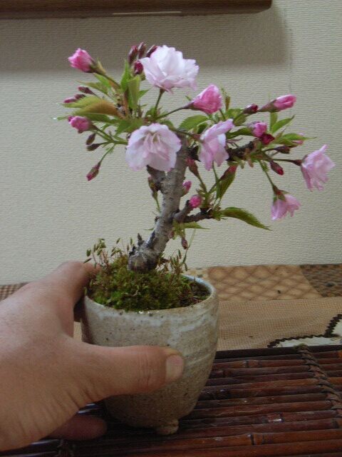 The method of making Wisteria bonsai