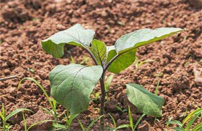 Eggplant irrigation technology