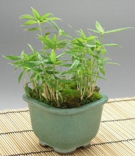 Production method of Purple Bamboo Bonsai