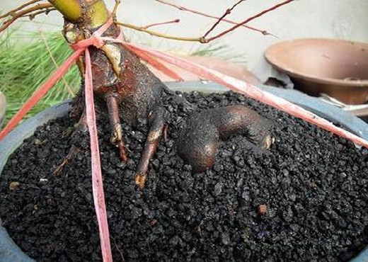 Propagation and grafting technique of Acer maple bonsai