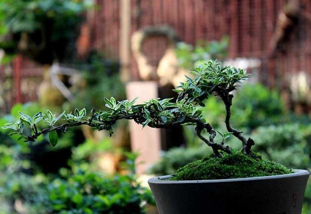 Production method of snow bonsai in June