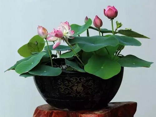 The making method of Lotus Bonsai