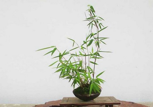 The method of making bamboo bonsai