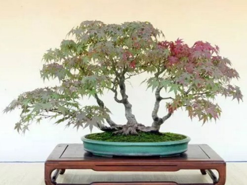 Making method of Maple Bonsai