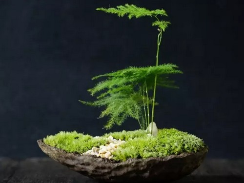 Illustration of the production method of bonsai moss