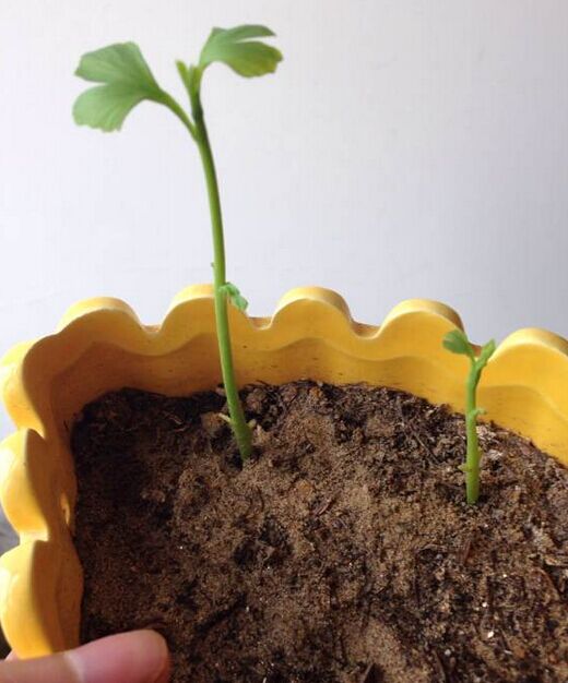 The method of making bonsai of Ginkgo biloba seedlings