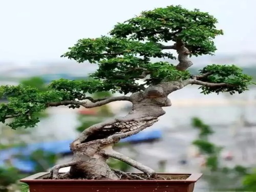 Bonsai production technology of hammer elm stump