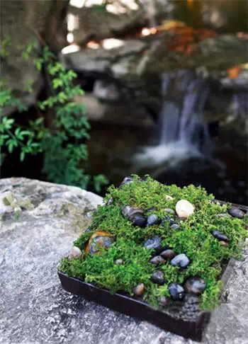 Materials and methods of making bonsai in stone crevice