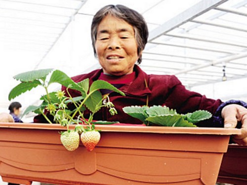 The method of making strawberry bonsai