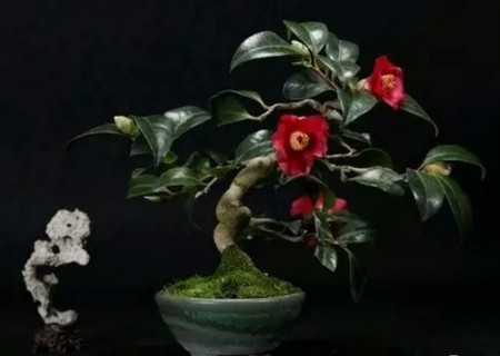 How to make tea plum bonsai