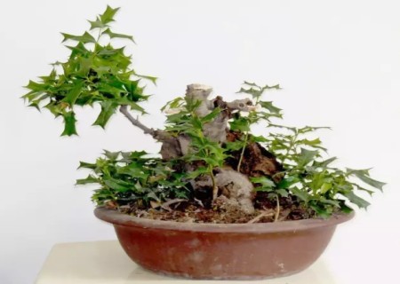 The method of making star anise bonsai