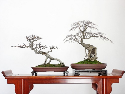 The method of making Pushu bonsai