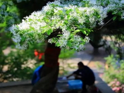 Tassel grafted osmanthus bonsai