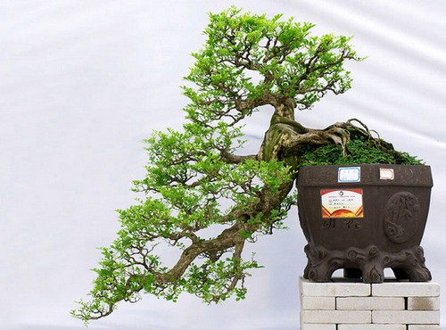 A Technique for Accelerating the Early Formation of Lingnan Bonsai--Bending and Joining