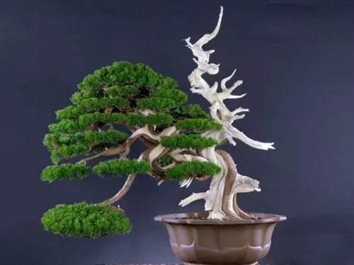 The method of making real cypress bonsai