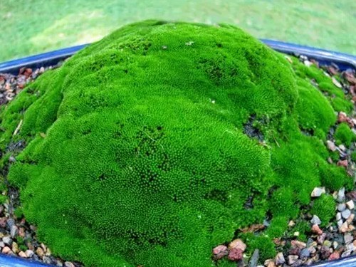 The steps of making moss bonsai