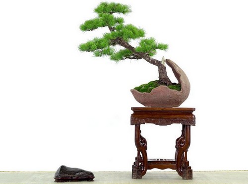 The method of making bonsai of literati trees