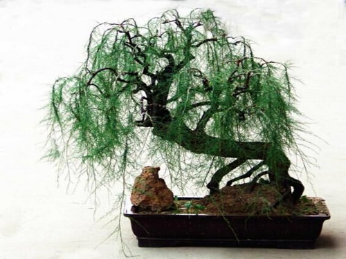 How to make imitation pine-like Tamarix bonsai