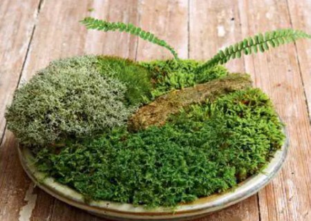 How to make moss bonsai