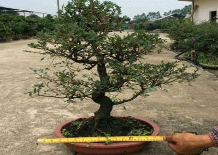 The method of making Beech Bonsai