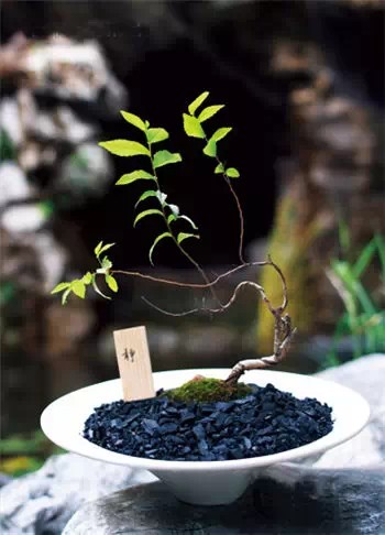 Bonsai production with the theme of 