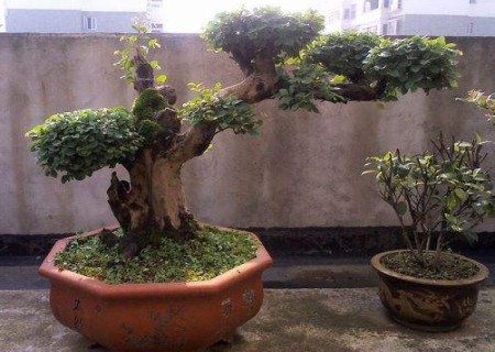 The method of making bonsai after wood