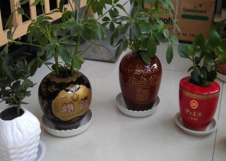 The method of making potted wine bottle bonsai