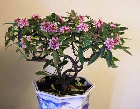 Production method of Daphne odora bonsai in Phnom Penh