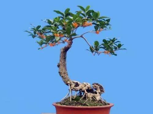 How to make osmanthus bonsai