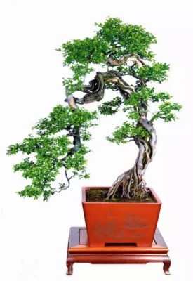 The production of sparrow plum bonsai