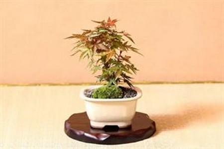 Key points of bonsai production in Huangqi