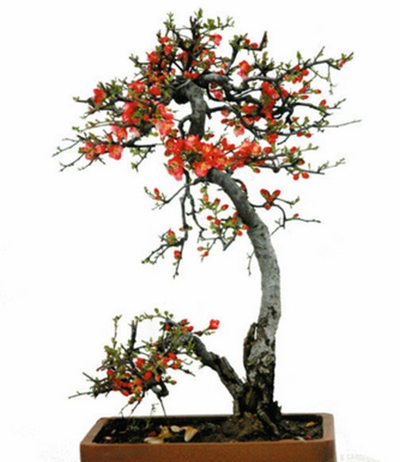 Production technology of bonsai of begonia in Xifu