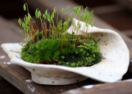 The method of making rotten wood moss bonsai